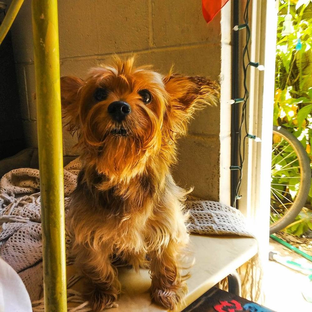Meet your Posher, Abby